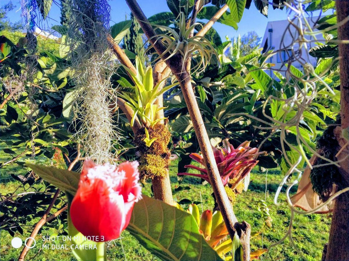 Rochas Shared Apart Garden Refuge Фуншал Экстерьер фото